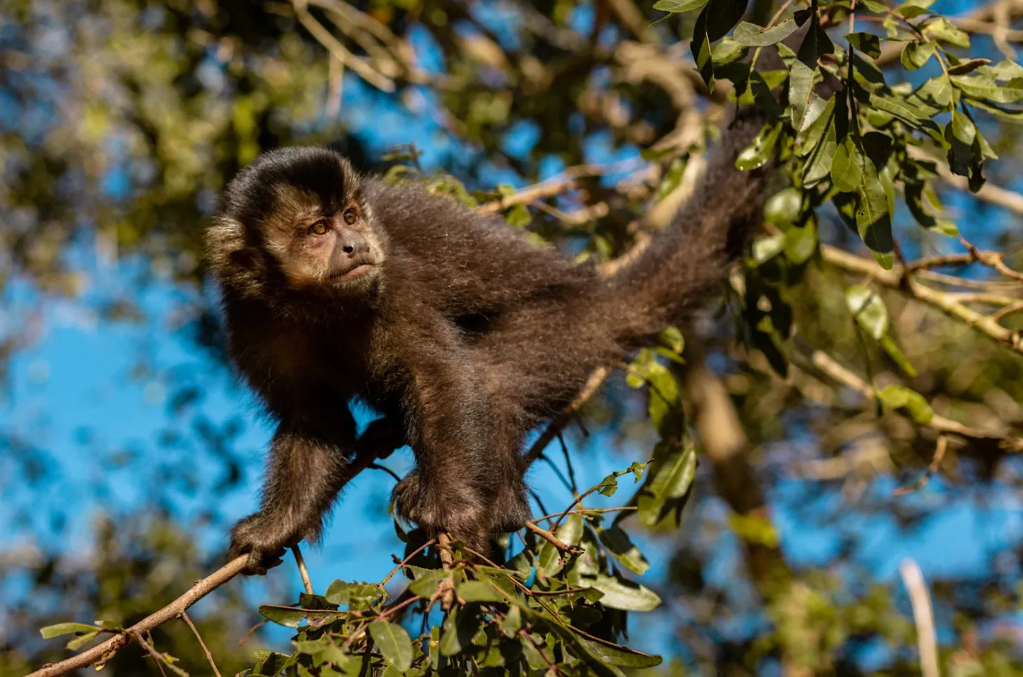 Macaco em uma árvore no Morro dos Macacos, observando o ambiente ao redor