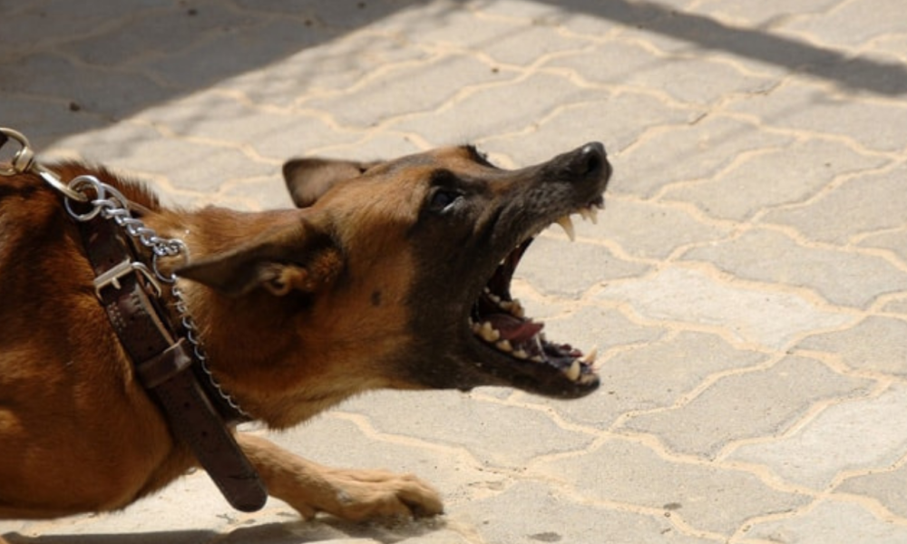Porque agosto é considerado o mês do cachorro louco?