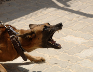 Porque agosto é considerado o mês do cachorro louco?