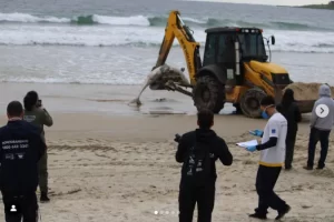 Golfinho é encontrado morto em praia de Garopaba
