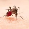 Imagem do mosquito Aedes aegypti, transmissor da dengue, zika e chikungunya