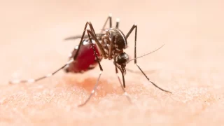 Imagem do mosquito Aedes aegypti, transmissor da dengue, zika e chikungunya