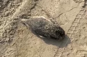 [VÍDEO] Pinguim morto é encontrado em Balneário Rincão