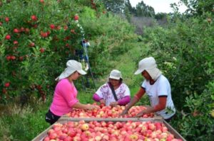 Variedades de maçã da Epagri são produzidas na Europa