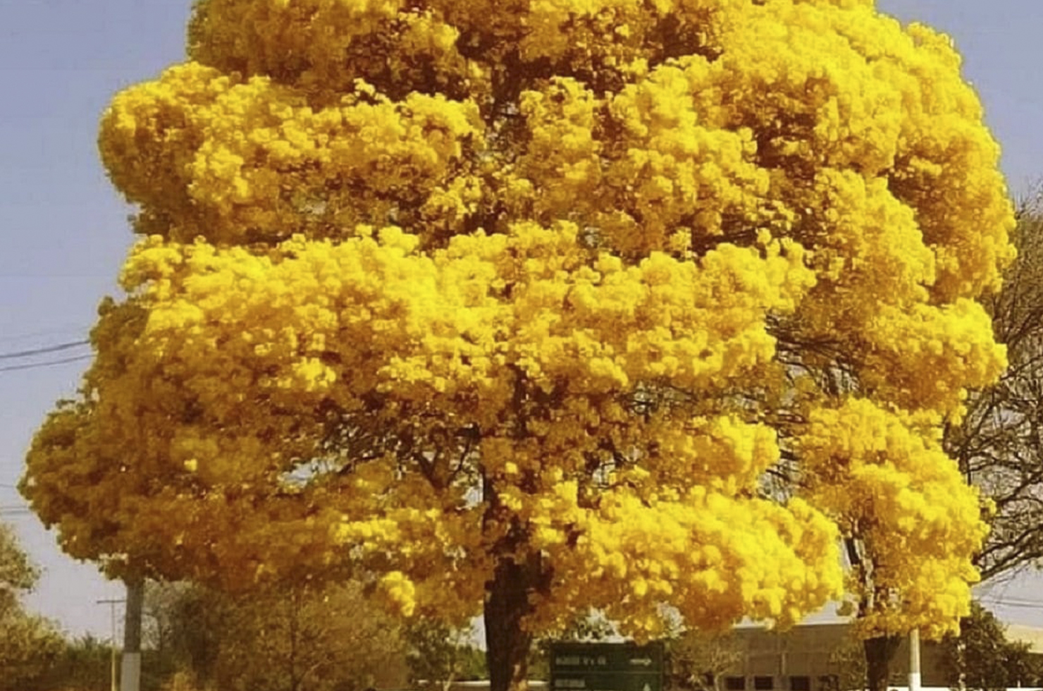 Ypê amarelo / Divulgação redes sociais