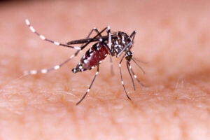 Dengue em Tubarão: casos desaceleram, mas focos ainda crescem