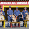 Corpo de Bombeiros de SC investe em treinamento conjunto de cães