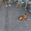 Cachorro fica 9 dias em porta de unidade de saúde esperando pelo tutor que morreu