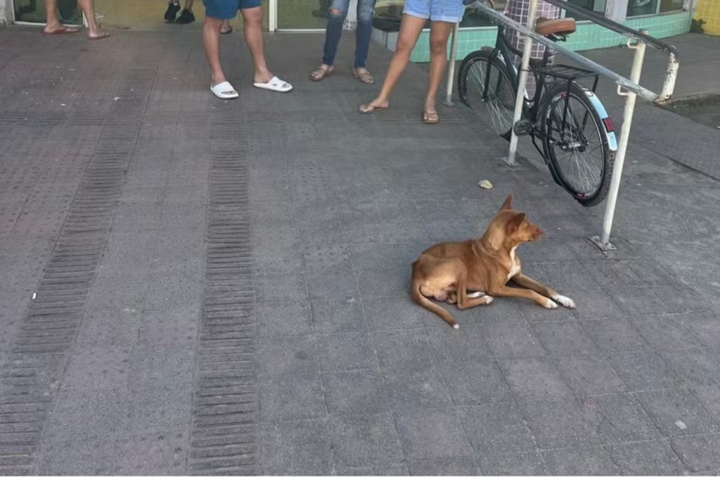 Cachorro fica 9 dias em porta de unidade de saúde esperando pelo tutor que morreu