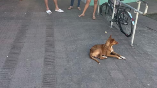 Cachorro fica 9 dias em porta de unidade de saúde esperando pelo tutor que morreu