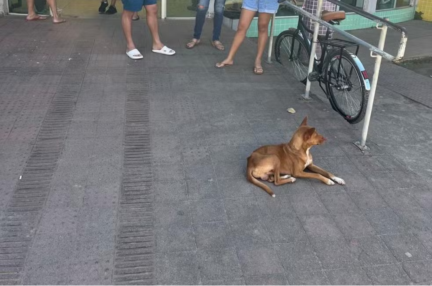 Cachorro fica 9 dias em porta de unidade de saúde esperando pelo tutor que morreu