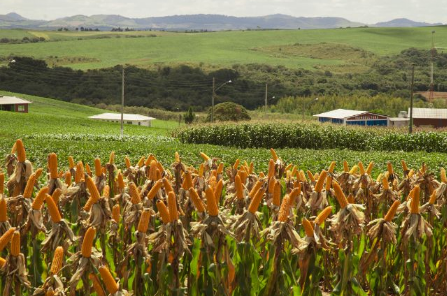 Evento discute desafios e perspectivas da produção de milho