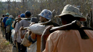 Quase 600 pessoas submetidas a trabalho escravo são resgatadas durante operação federal