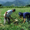 trabalho no campo