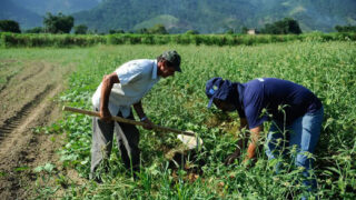 trabalho no campo