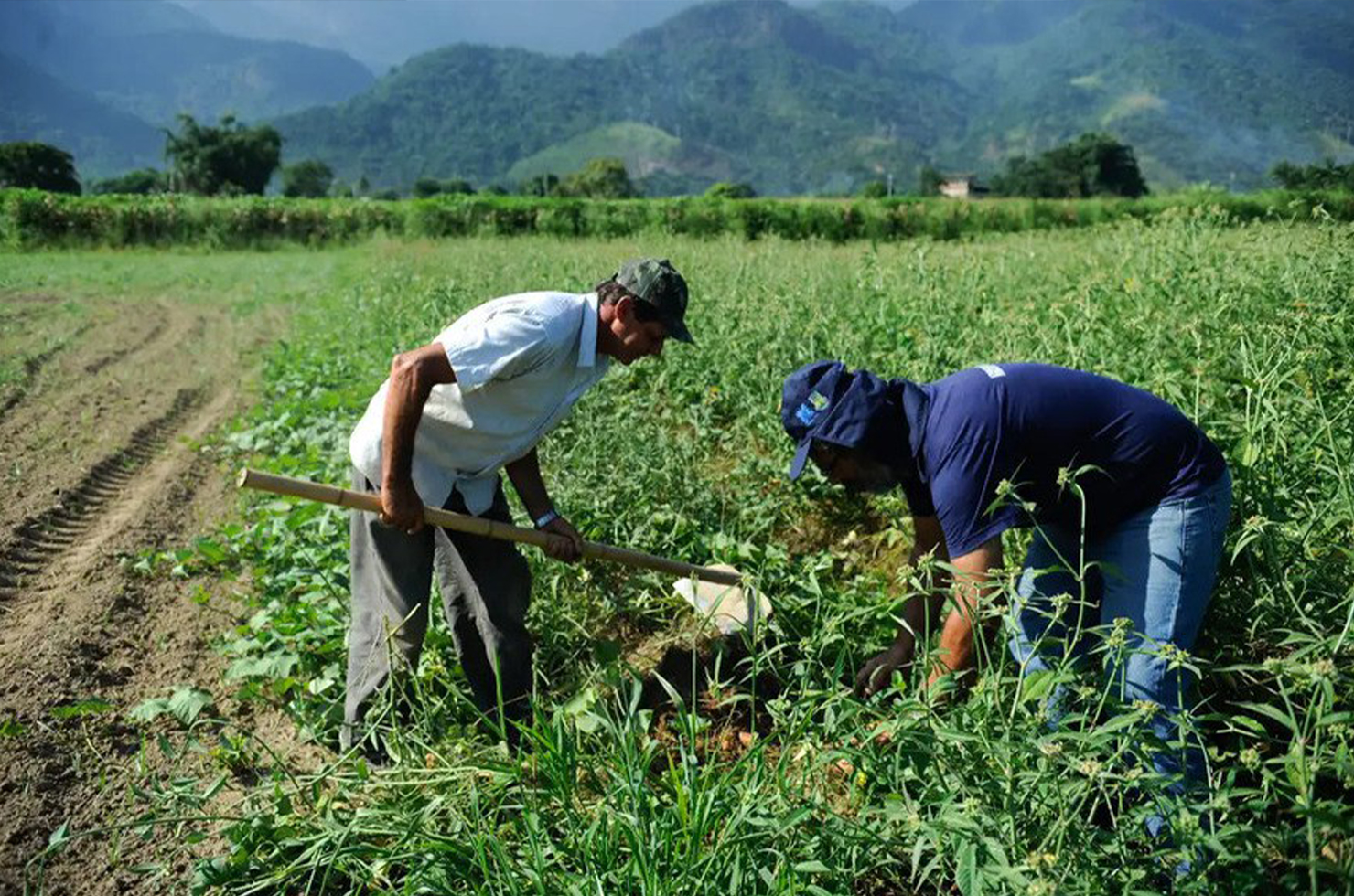 trabalho no campo