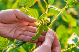 Câmara aprova urgência para política de cuidados e regras para bioinsumos agrícolas