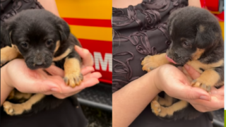 [VÍDEO] Cachorrinho fica preso em subsolo e bombeiros são acionados para resgate