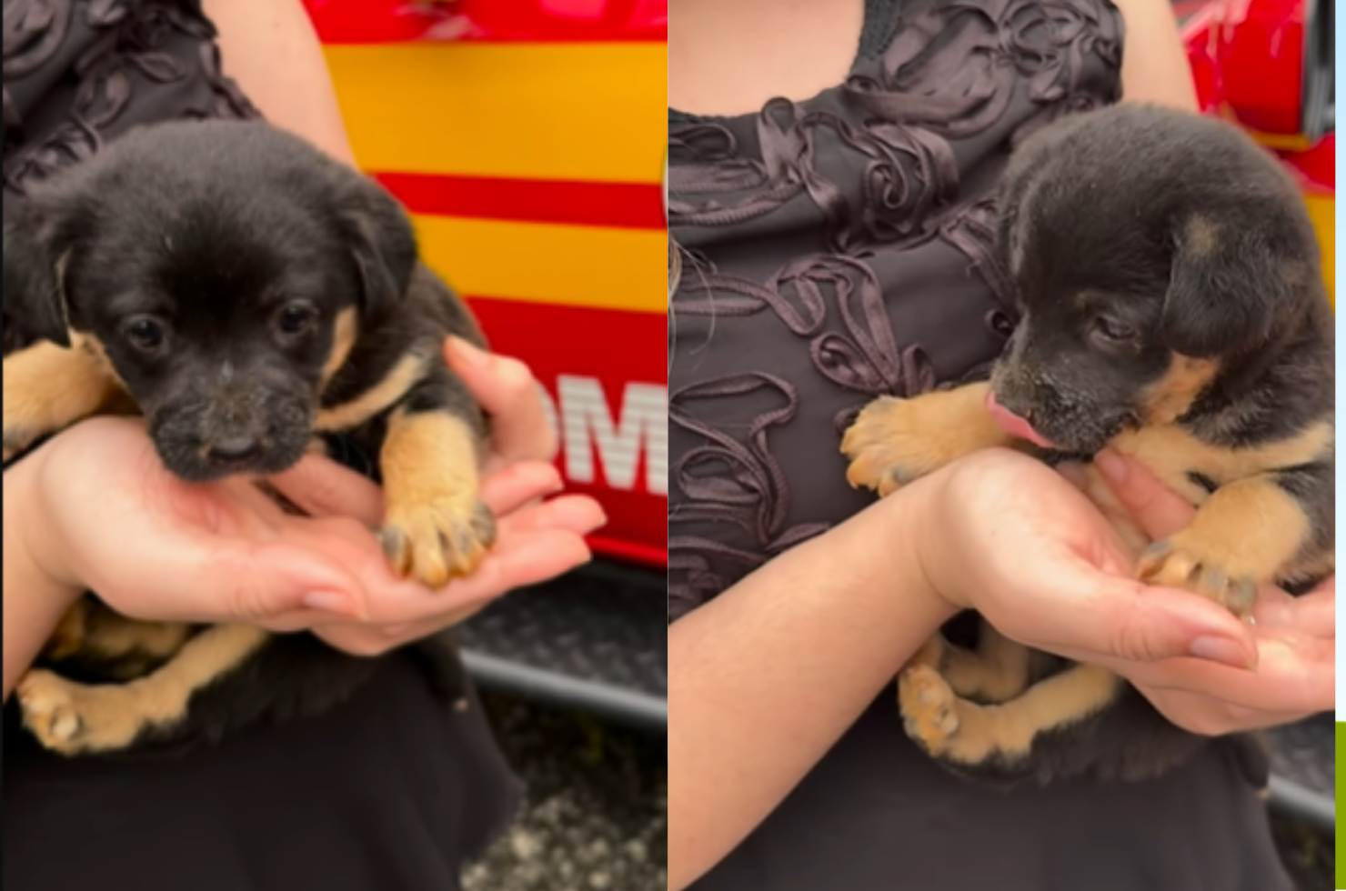 [VÍDEO] Cachorrinho fica preso em subsolo e bombeiros são acionados para resgate