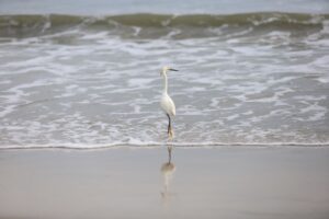 78% das praias de SC estão próprias para banho
