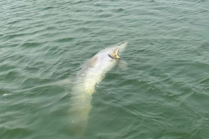 Filhote de boto-pescador é encontrado morto em Laguna