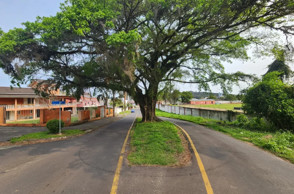 A figueira da Avenida do Mineiro, em Criciúma, com mais de 60 anos, é um exemplo de preservação de árvores urbanas