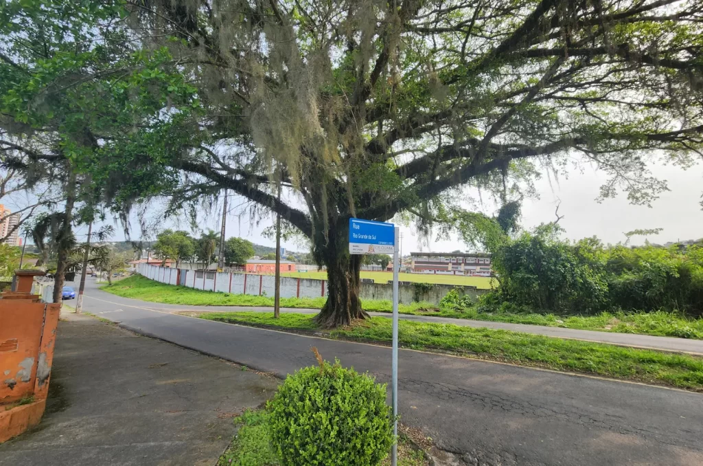 A figueira da Avenida do Mineiro, em Criciúma, com mais de 60 anos, é um exemplo de preservação de árvores urbanas
