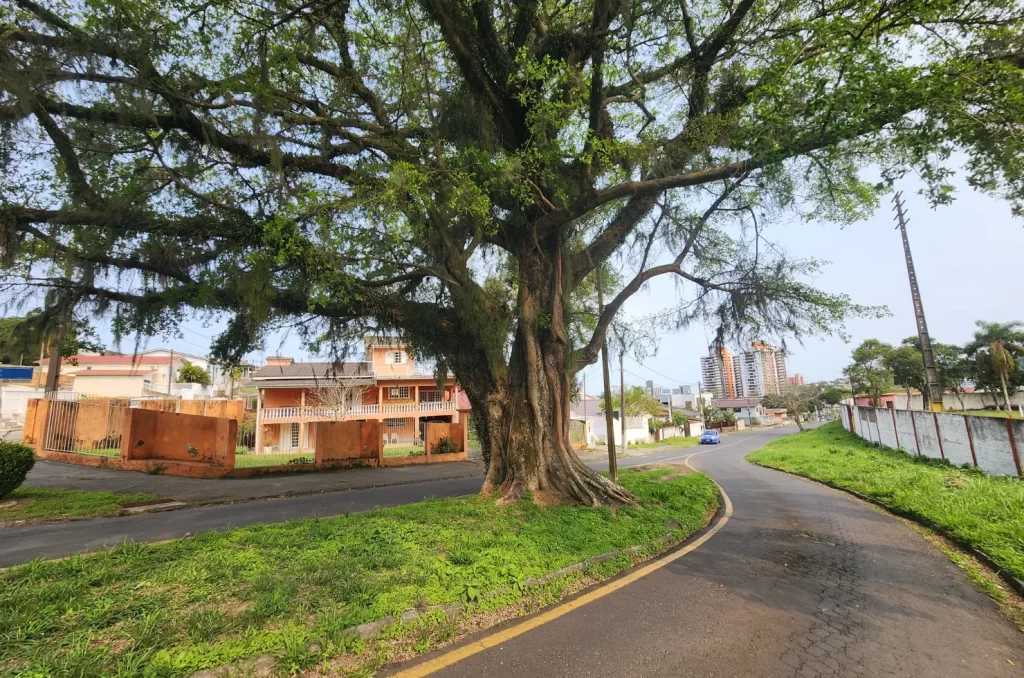 A figueira da Avenida do Mineiro, em Criciúma, com mais de 60 anos, é um exemplo de preservação de árvores urbanas
