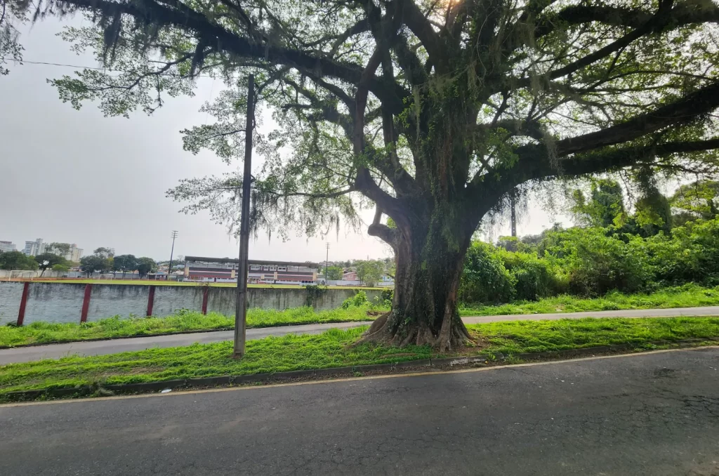 A figueira da Avenida do Mineiro, em Criciúma, com mais de 60 anos, é um exemplo de preservação de árvores urbanas