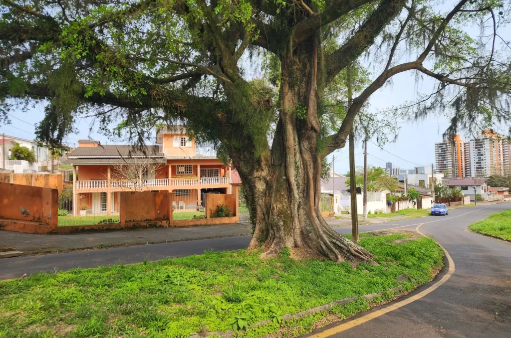 A figueira da Avenida do Mineiro, em Criciúma, com mais de 60 anos, é um exemplo de preservação de árvores urbanas