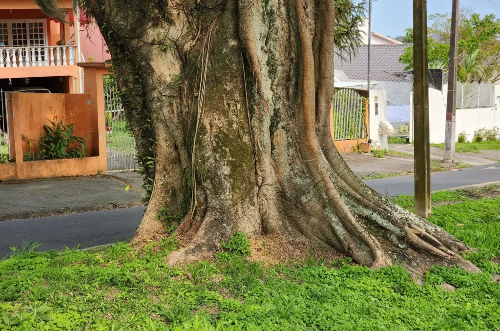 A figueira da Avenida do Mineiro, em Criciúma, com mais de 60 anos, é um exemplo de preservação de árvores urbanas