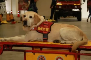 Corpo de Bombeiros homenageia cão de busca Ice após morte