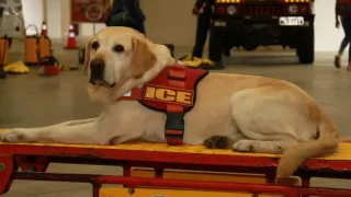 Cão Ice, o primeiro cão de resgate aquático do Brasil, que faleceu nesta segunda-feira (02)