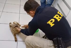 PRF realiza resgate de cabrito à beira da BR-101