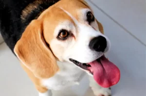 Primeira feira de adoção responsável de animais será neste domingo em Itajaí