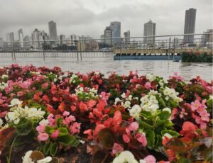 Navegantes entra florida na primavera 