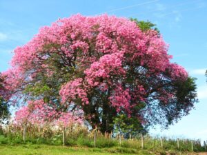 O que esperar desta primavera