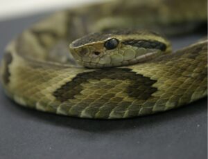 O que fazer quando picado por uma serpente?