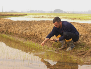 Plantio de arroz se inicia em Santa Catarina com boas expectativas