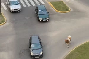Vídeo: Animal solto em avenida de Araranguá preocupa motoristas
