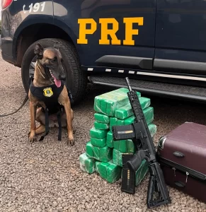 [VÍDEO] Cão policial localiza drogas, fuzil e munições em bagagem de adolescente em SC