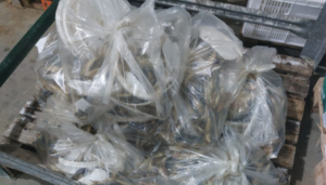 Fiscalização apreende 40 toneladas de pescados impróprios em Laguna