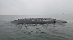Baleia-franca é encontrada sem vida em Laguna