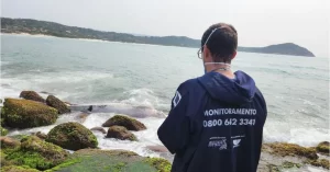 Filhote de baleia-franca encalha na Praia do Rosa em Imbituba