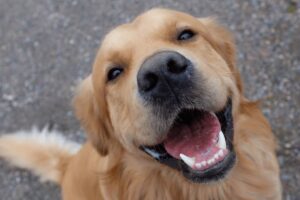 Mutirão castra 350 animais neste domingo em ação da Funat