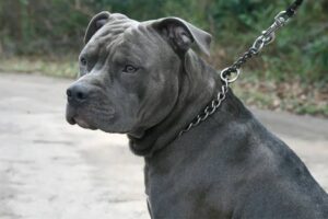 Pitbull invade pátio em Garopaba e dono é registrado por omissão