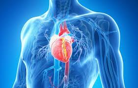 Doenças cardiovasculares matam 400 mil brasileiros por ano