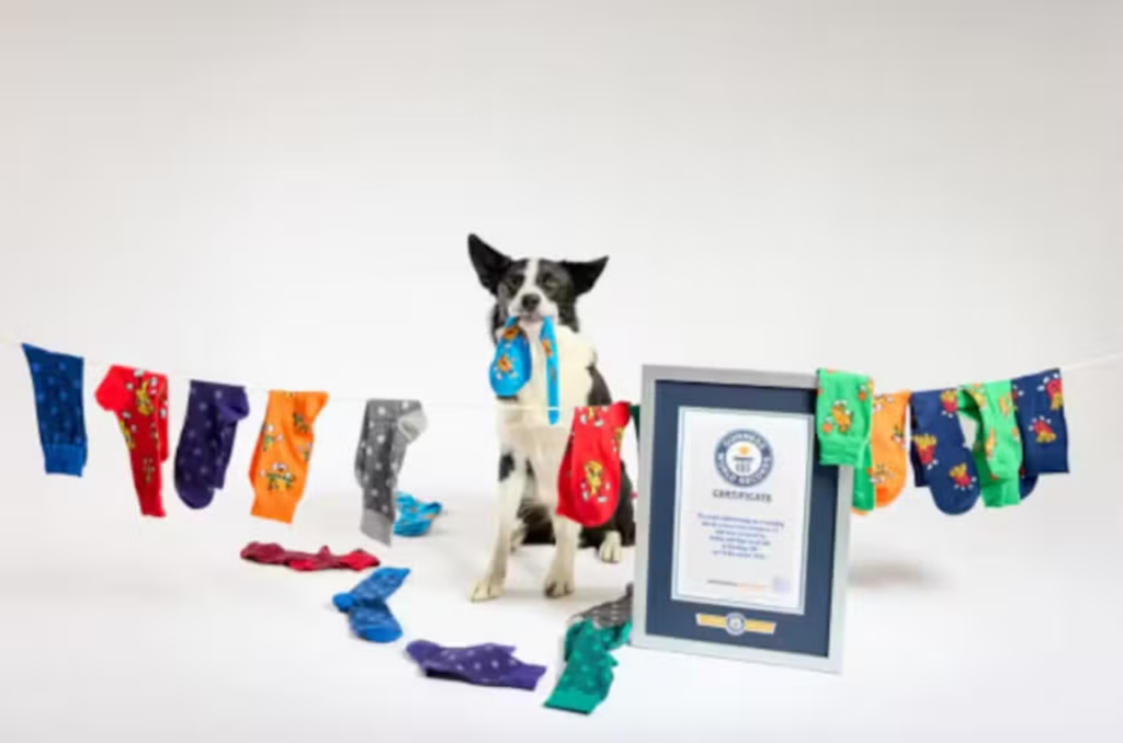 Veja os cinco recordes mais estranhos do Guinness para 2025