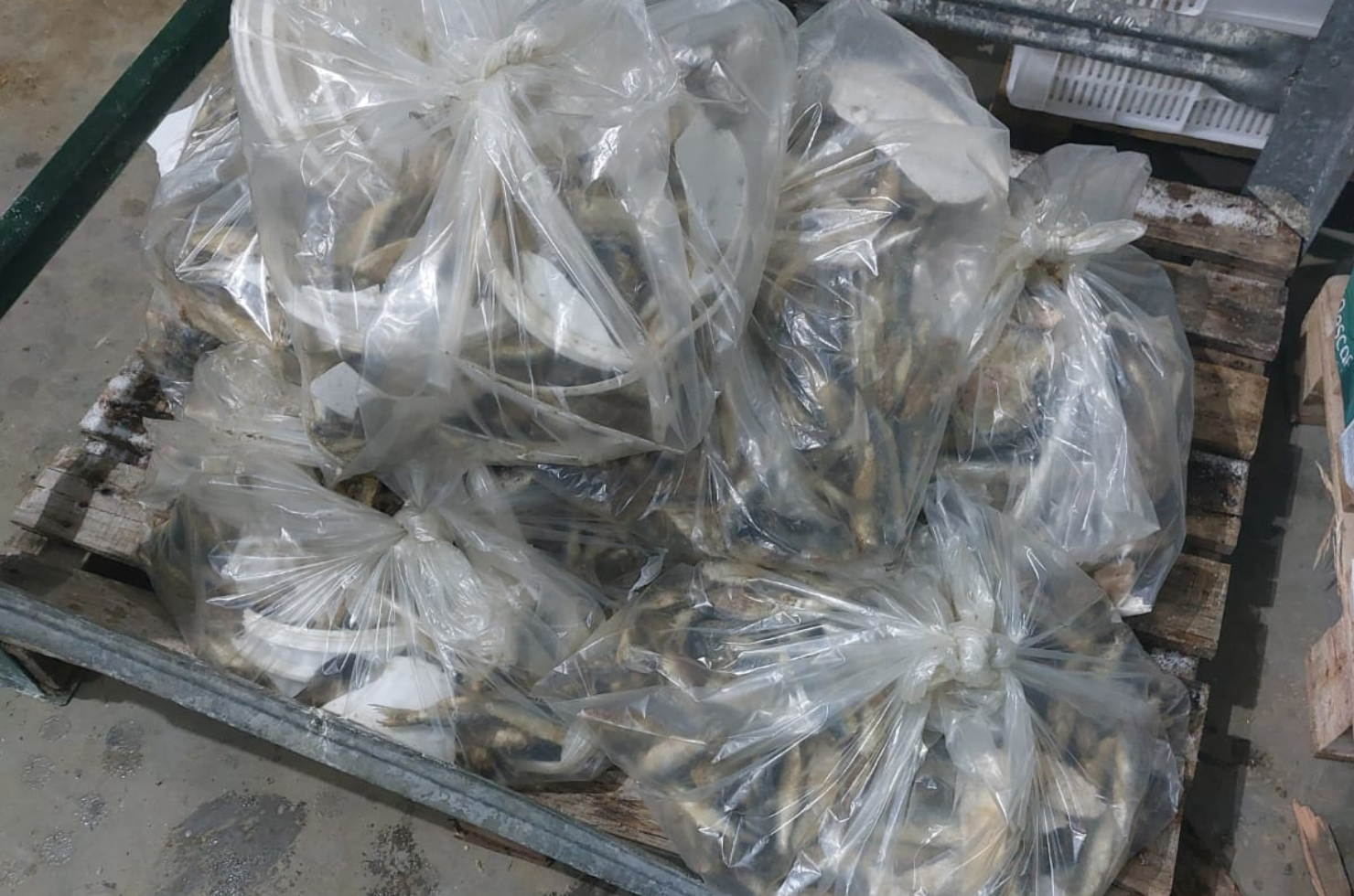 Fiscalização apreende 35 toneladas de pescado impróprio para consumo em Laguna