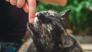 Por que gatos miam mais para humanos do que para se comunicar entre si?